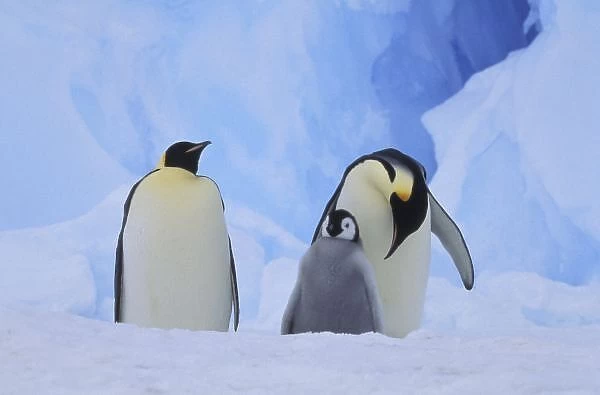 Antarctica. Emperor penguins and chick