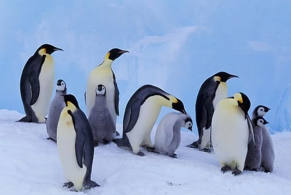 Antarctica, Emporer Penguin ((Aptenodytes forsteri), adults and chicks