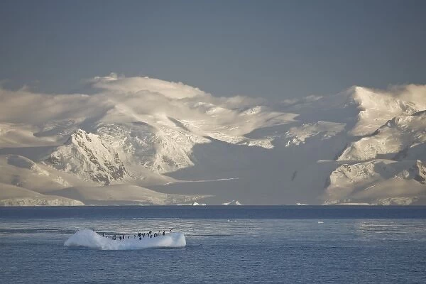 Antarctica, Errera Channel. Gentoo penguins rest on small iceberg as sunrise lights