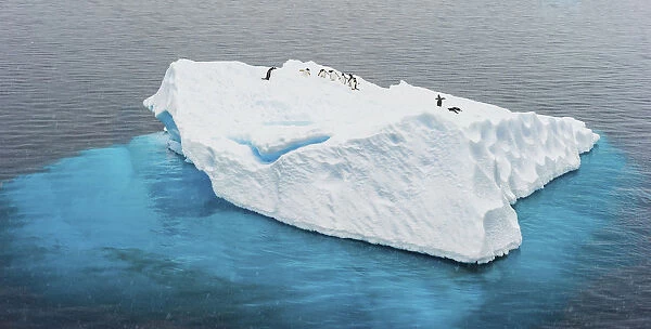 Antarctica, Gentoo, pengiuns, iceberg