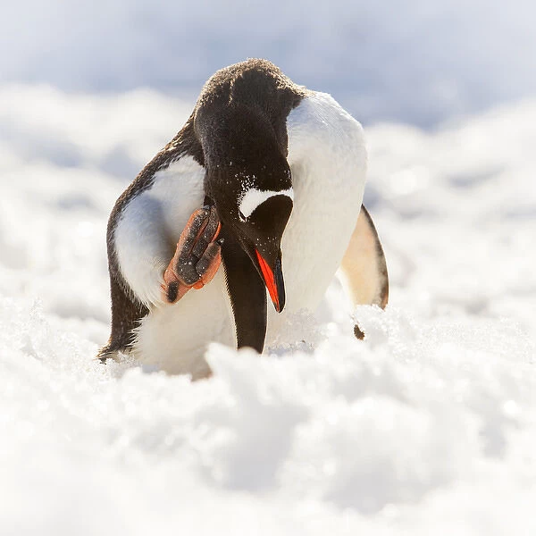 Antarctica. Gentoo penguin scratches its head