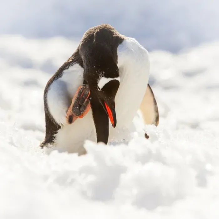 Framed Print : Antarctica. Gentoo penguin scratches its head Framed Print : Antarctica. Gentoo penguin scratches its head