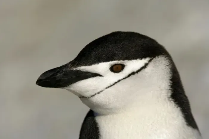 Framed Print : Antarctica, Half Moon Island. Close-up of adult chinstrap penguins head
