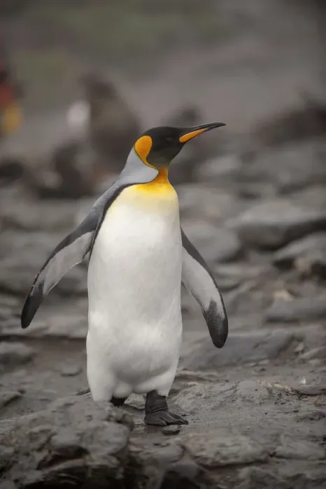 Framed Print : Antarctica, King Penguin, walking Framed Print : Antarctica, King Penguin, walking