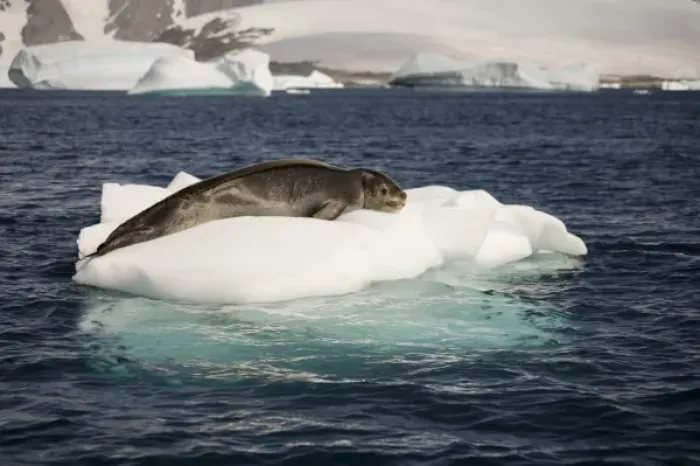 Framed Print : Antarctica. Leopard seal adrift on ice flow Framed Print : Antarctica. Leopard seal adrift on ice flow