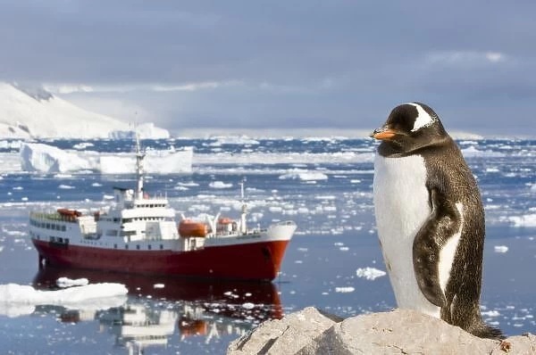 Antarctica, Neko Cove (Harbour). Gentoo penguin and vessel Antarctic Dream in Neko Cove (Harbour)