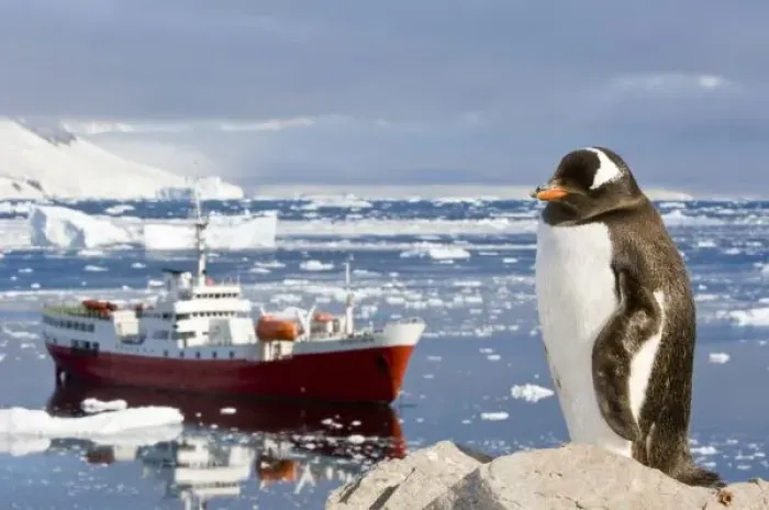 Framed Print : Antarctica, Neko Cove (Harbour). Gentoo penguin and vessel Antarctic Dream in Neko Cove (Harbour) Framed Print : Antarctica, Neko Cove (Harbour). Gentoo penguin and vessel Antarctic Dream in Neko Cove (Harbour)