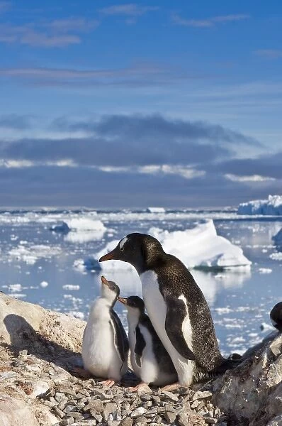 Antarctica, Neko Cove (Harbour). Gentoo penguin family Neko Cove (Harbour), Antarctica