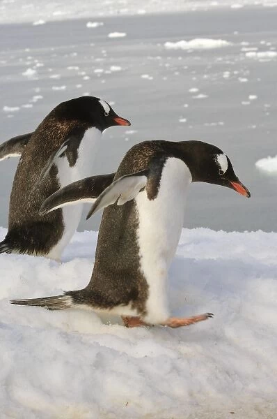 Antarctica, Neko Cove (Harbour). Gentoo penguins in Neko Cove (Harbour), Antarctica