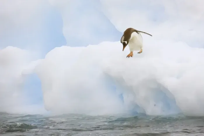 Framed Print : Antarctica, Neko Harbor. A gentoo penguin prepares to dive into the water. Credit as Framed Print : Antarctica, Neko Harbor. A gentoo penguin prepares to dive into the water. Credit as