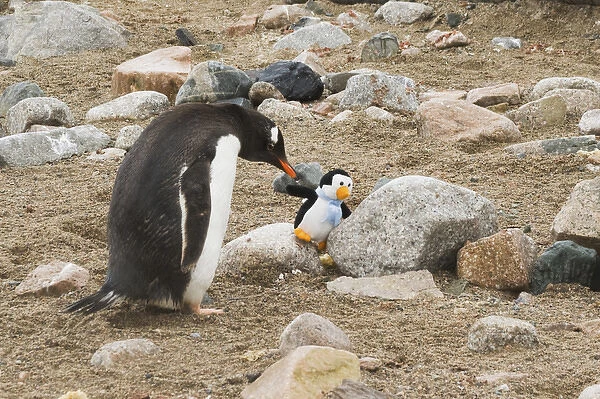 Antarctica, Neko Harbor. A gentoo penguin shows curiosity toward stuffed toy penguin