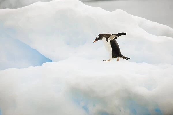 Antarctica, Neko Harbor. A gentoo penguin walks across a small iceberg