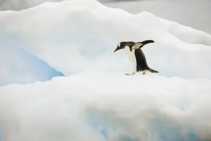 Framed Print : Antarctica, Neko Harbor. A gentoo penguin walks across a small iceberg Framed Print : Antarctica, Neko Harbor. A gentoo penguin walks across a small iceberg