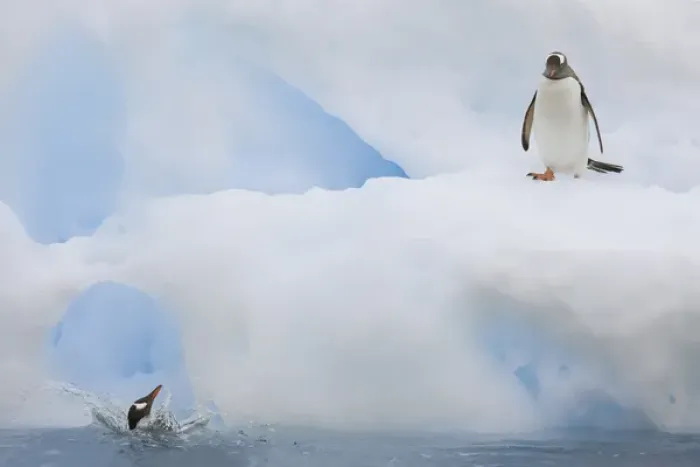Framed Print : Antarctica, Neko Harbor. While one gentoo penguin watches another falls back into Framed Print : Antarctica, Neko Harbor. While one gentoo penguin watches another falls back into