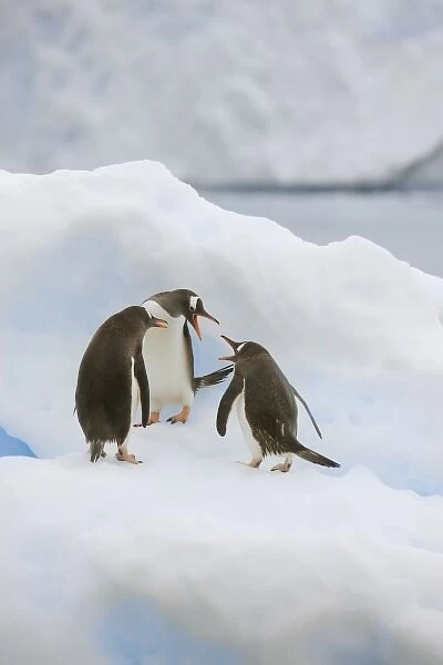 Antarctica, Neko Harbor. Three gentoo penguins (Pygoscelis papua) seem to be voicing