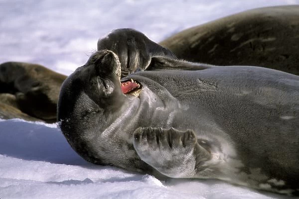 Antarctica, Nelson Island. Southern Furl seal