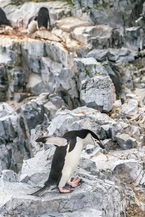 Framed Print : Antarctica, Orne Harbour. Chinstrap penguin on rocky ledge. ©Cathy & Gordon Illg  /  Jaynes Gallery  /  DanitaDelimont.com