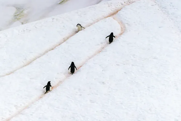Framed Print : Antarctica, Orne Harbour. Chinstrap penguins walking on hillside snow trails. ©Cathy & Gordon Illg / Jaynes Gallery / DanitaDelimont.com Framed Print : Antarctica, Orne Harbour. Chinstrap penguins walking on hillside snow trails. ©Cathy & Gordon Illg / Jaynes Gallery / DanitaDelimont.com