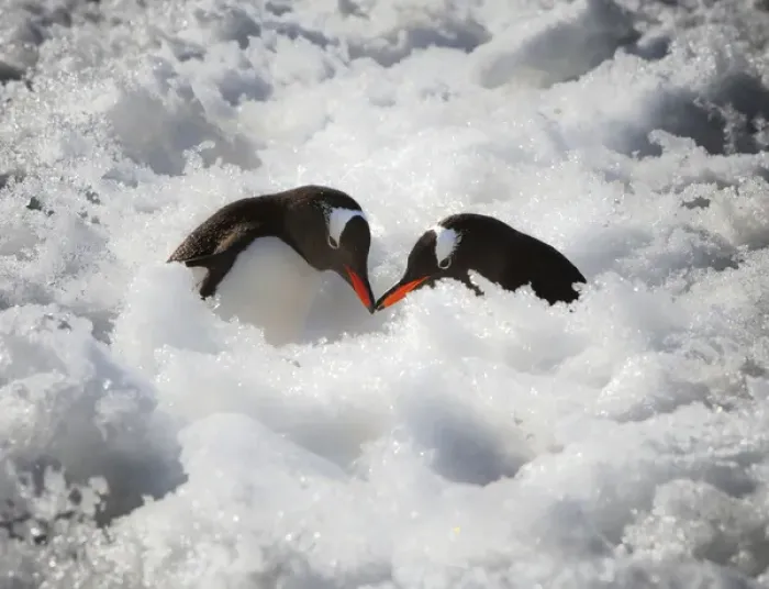 Framed Print : Antarctica. A pair of gentoo penguins touching beaks Framed Print : Antarctica. A pair of gentoo penguins touching beaks