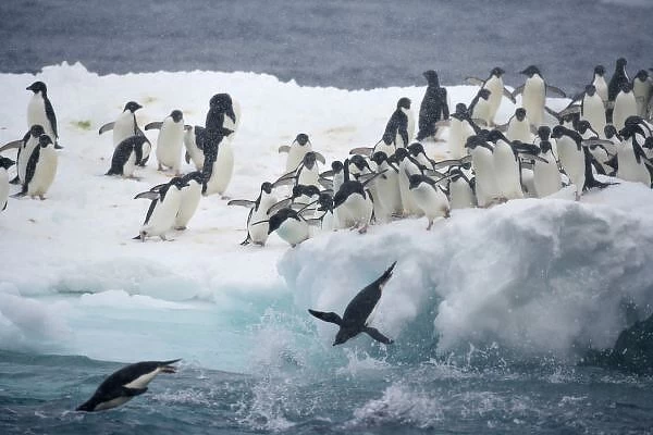 Antarctica, Paulet Island. Adelie penguins leaping off iceberg into ocean. Credit as