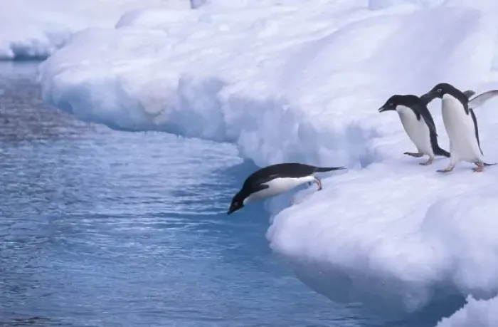 Framed Print : Antarctica, Paulet Island. Adelie penguins dive from an iceberg. The largest Adelie Framed Print : Antarctica, Paulet Island. Adelie penguins dive from an iceberg. The largest Adelie