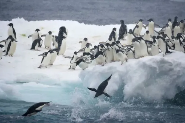 Framed Print : Antarctica, Paulet Island. Adelie penguins leaping off iceberg into ocean. Credit as Framed Print : Antarctica, Paulet Island. Adelie penguins leaping off iceberg into ocean. Credit as