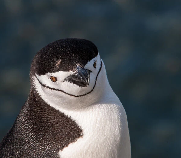 Antarctica, penguin, headshot