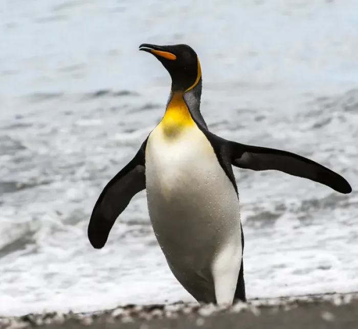 Framed Print : Antarctica, penguin, King Framed Print : Antarctica, penguin, King
