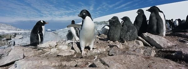 Antarctica, Petermann Island, Adelie Penguins (Pygoscelis adeliae) with young chicks