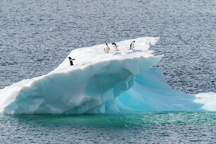 Framed Print : Antarctica, Petermann Island. Adelie penguins on iceberg. ©Cathy & Gordon Illg / Jaynes Gallery / DanitaDelimont.com Framed Print : Antarctica, Petermann Island. Adelie penguins on iceberg. ©Cathy & Gordon Illg / Jaynes Gallery / DanitaDelimont.com
