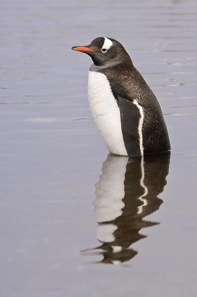 Antarctica, Petermann Island. Gentoo penguin in water Petermann Island Antarctica