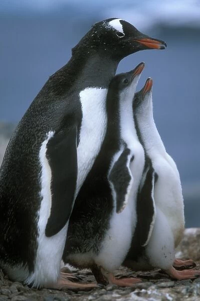 Antarctica, Petermann Island, Gentoo Penguin (Pygoscelis adeliae) stands with young