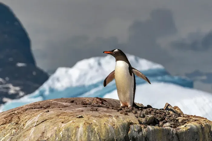 Framed Print : Antarctica, Petermann Island. Gentoo penguin at nest. ©Cathy & Gordon Illg / Jaynes Gallery / DanitaDelimont.com Framed Print : Antarctica, Petermann Island. Gentoo penguin at nest. ©Cathy & Gordon Illg / Jaynes Gallery / DanitaDelimont.com