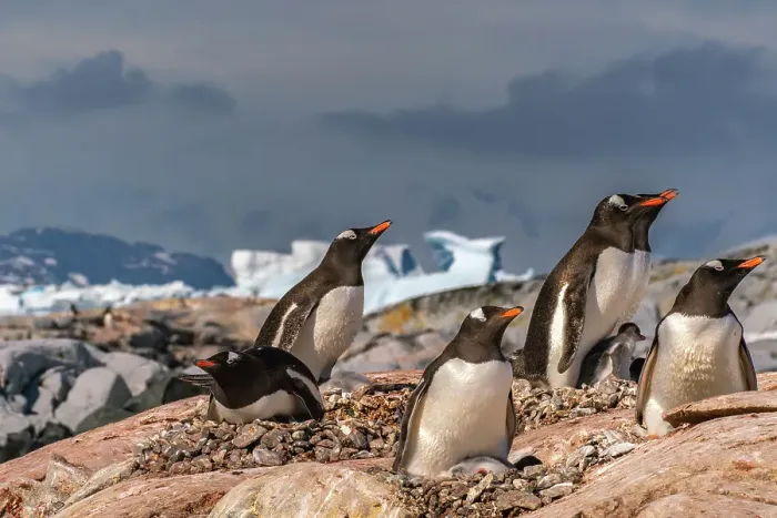 Framed Print : Antarctica, Petermann Island. Gentoo penguins and chicks at rookery. ©Cathy & Gordon Illg / Jaynes Gallery / DanitaDelimont.com Framed Print : Antarctica, Petermann Island. Gentoo penguins and chicks at rookery. ©Cathy & Gordon Illg / Jaynes Gallery / DanitaDelimont.com