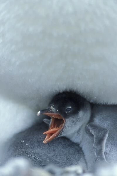 Antarctica, Petermann Island, Young Gentoo penguin chick (Pygoscelis papua) nestled