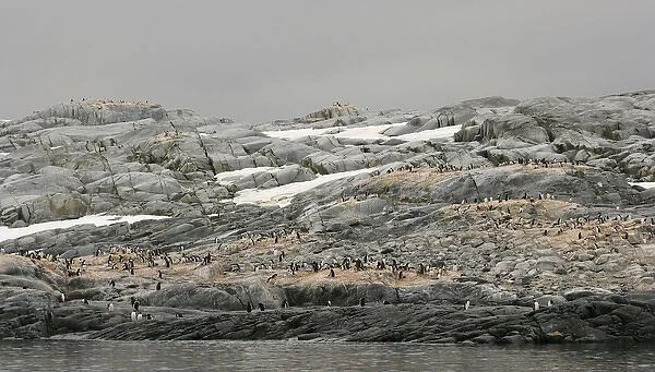 Antarctica, Pleneau Island. Gentoo penguin rookery