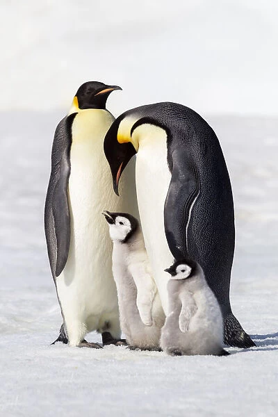 Antarctica, Snow Hill. Two adults stand next to their chick while a smaller chick stands