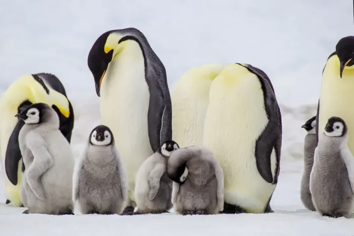 Framed Print : Antarctica, Snow Hill. Chicks stand near the adults in the colony