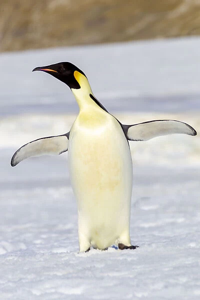 Antarctica, Snow Hill. An emperor penguin adult stands by itself vocalizing