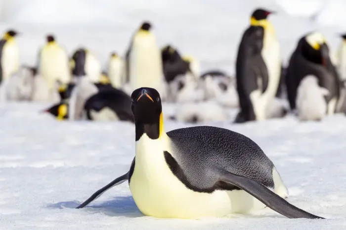 Framed Print : Antarctica, Snow Hill. An emperor penguin adult lies in the snow at the edge of