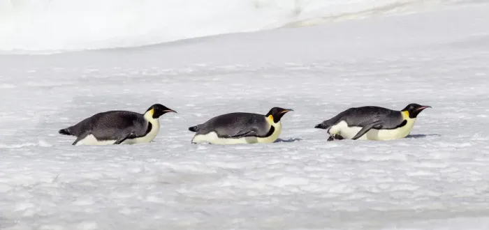 Framed Print : Antarctica, Snow Hill. Three emperor penguin adults return to the colony on their bellies Framed Print : Antarctica, Snow Hill. Three emperor penguin adults return to the colony on their bellies