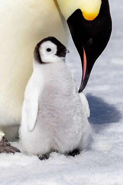 Antarctica, Snow Hill. An emperor penguin chick is tended to by its parent