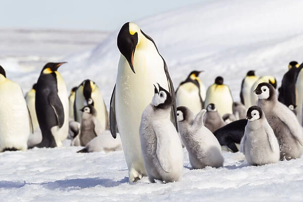 Antarctica, Snow Hill. An emperor penguin chick begs for food from an adult