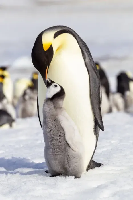 Framed Print : Antarctica, Snow Hill. An emperor penguin chick interacts with its parent Framed Print : Antarctica, Snow Hill. An emperor penguin chick interacts with its parent