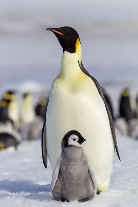 Framed Print : Antarctica, Snow Hill. An emperor penguin chick interacts with its parent