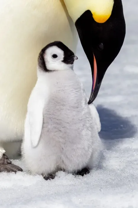 Framed Print : Antarctica, Snow Hill. An emperor penguin chick is tended to by its parent Framed Print : Antarctica, Snow Hill. An emperor penguin chick is tended to by its parent