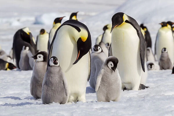 Antarctica, Snow Hill. Emperor penguin chicks stand near an adult in the hopes of being