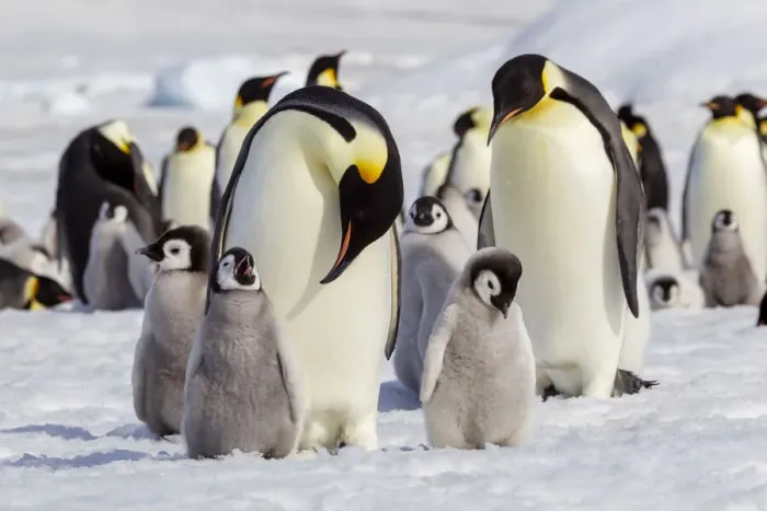 Framed Print : Antarctica, Snow Hill. Emperor penguin chicks stand near an adult in the hopes of being Framed Print : Antarctica, Snow Hill. Emperor penguin chicks stand near an adult in the hopes of being