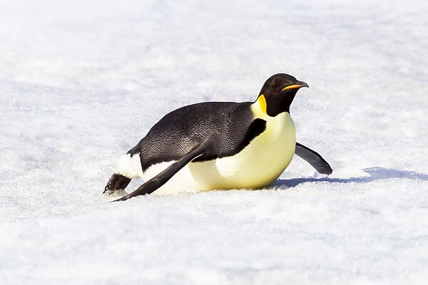 Antarctica, Snow Hill. An emperor penguin propels itself on its belly with its feet to