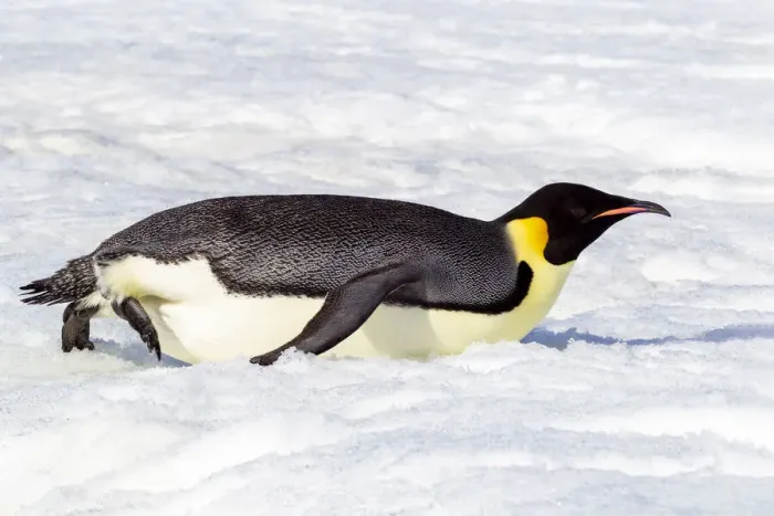 Framed Print : Antarctica, Snow Hill. An emperor penguin propels itself on its belly with its feet to